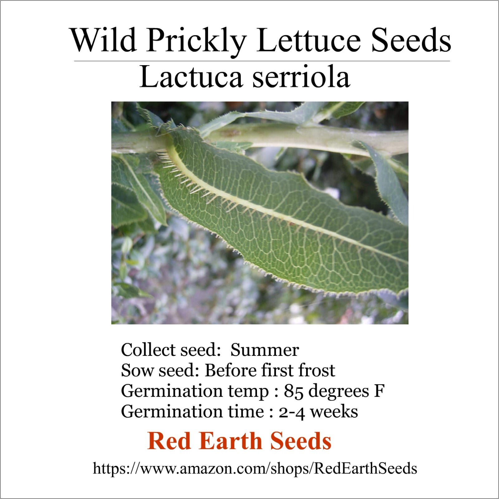 Wild Prickly Lettuce 20 seeds – Lactuca serriola 20
