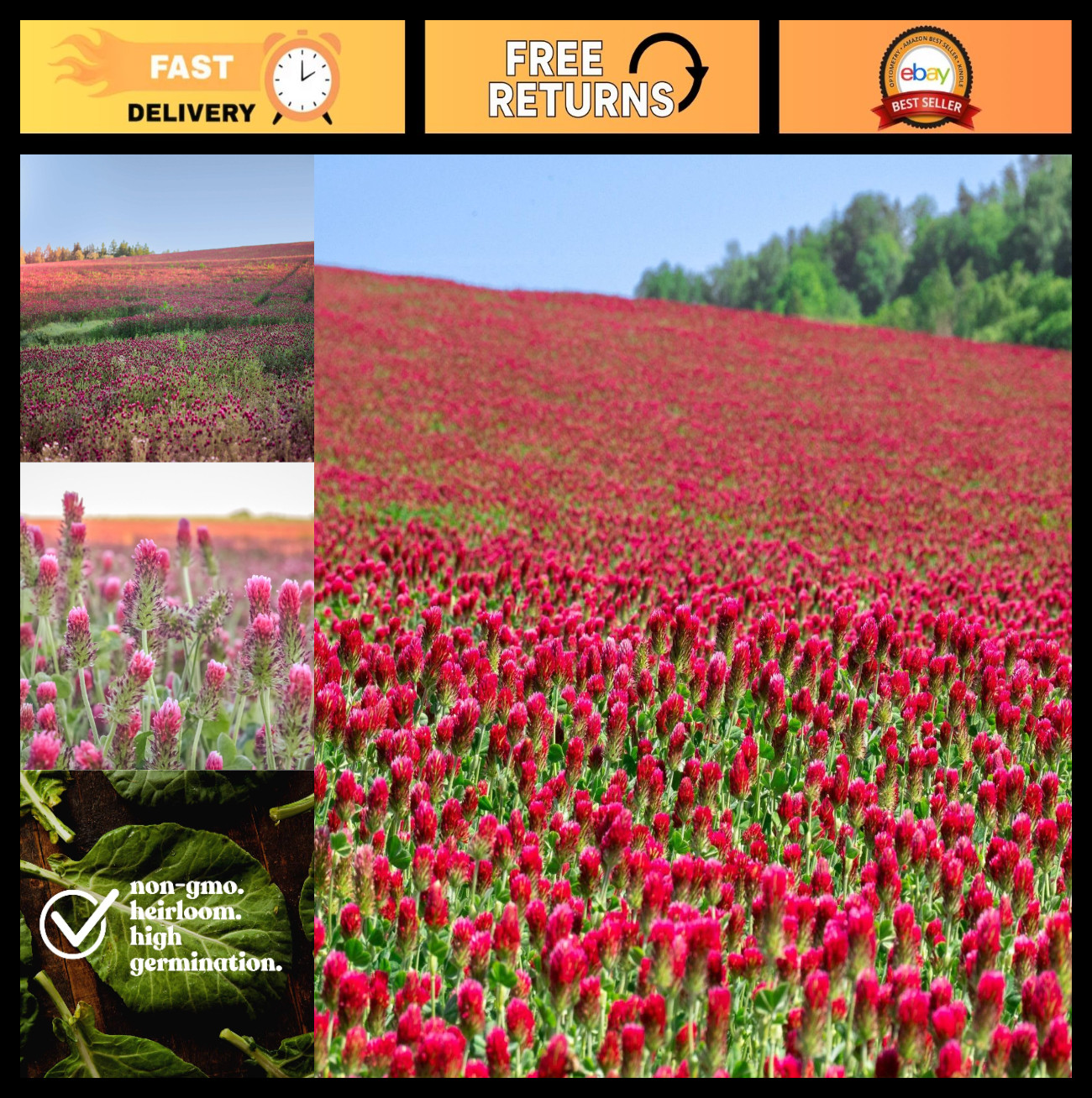 Organic Crimson Clover Seeds – 1 lb (46,400 Seeds) – Cover Crop, Wildlife Forage