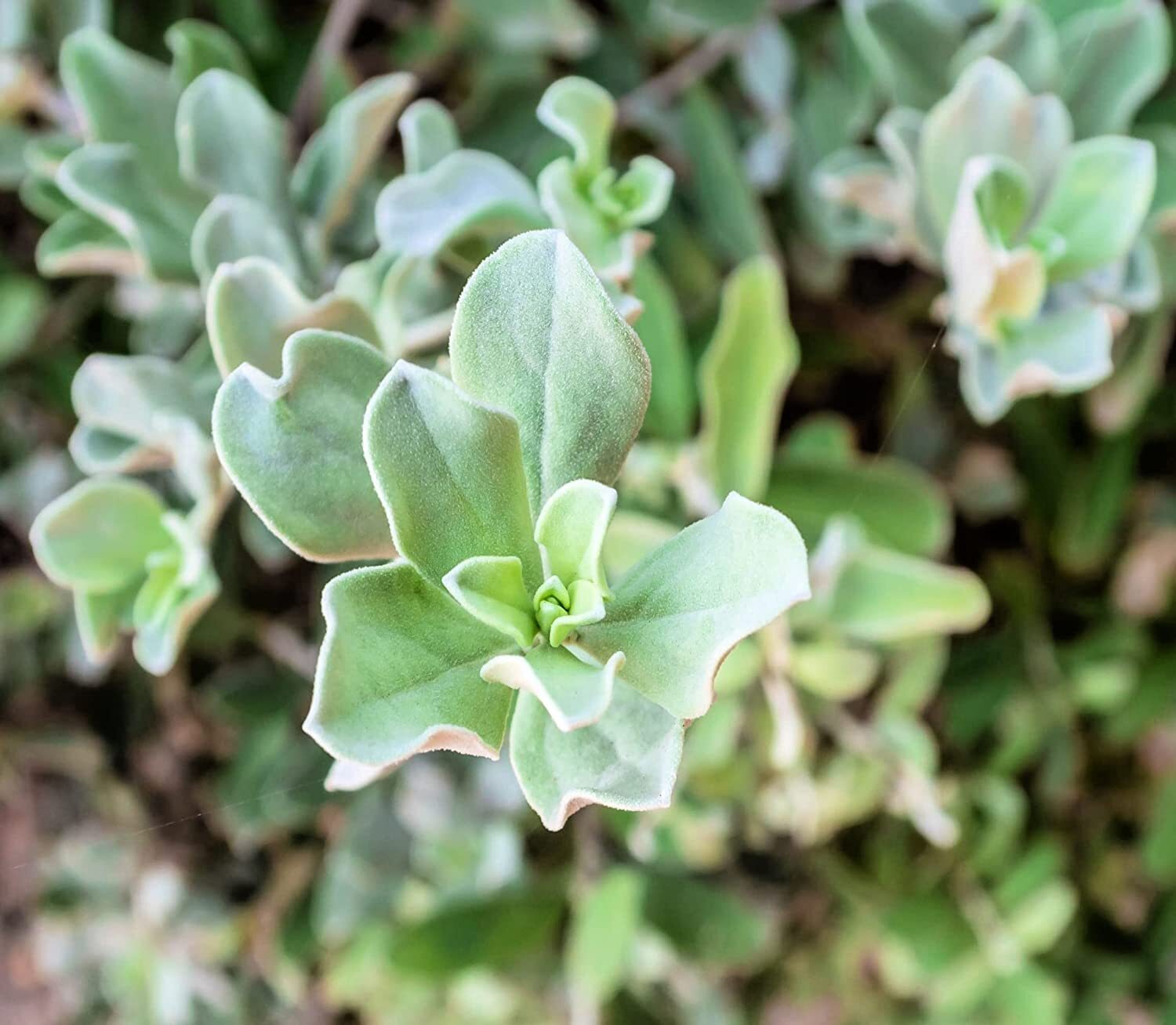 50 Silver Saltbush Seeds for Planting Great Landscape Bush Made in USA
