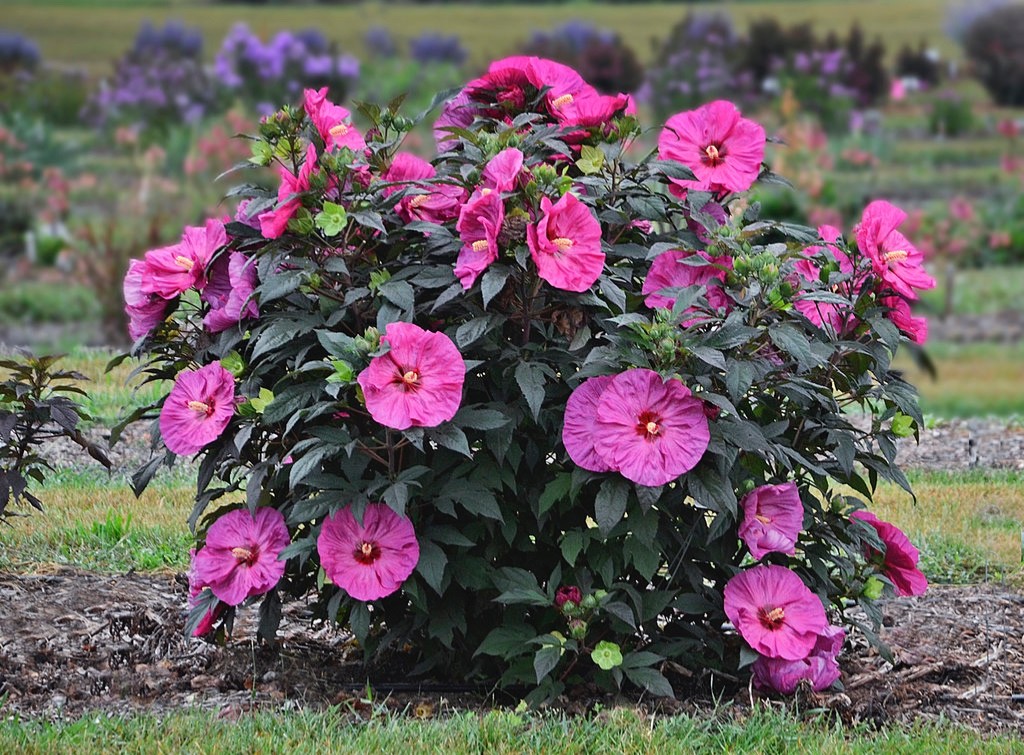 Dwarf Rose Mallow Hibiscus Mix 50 seeds