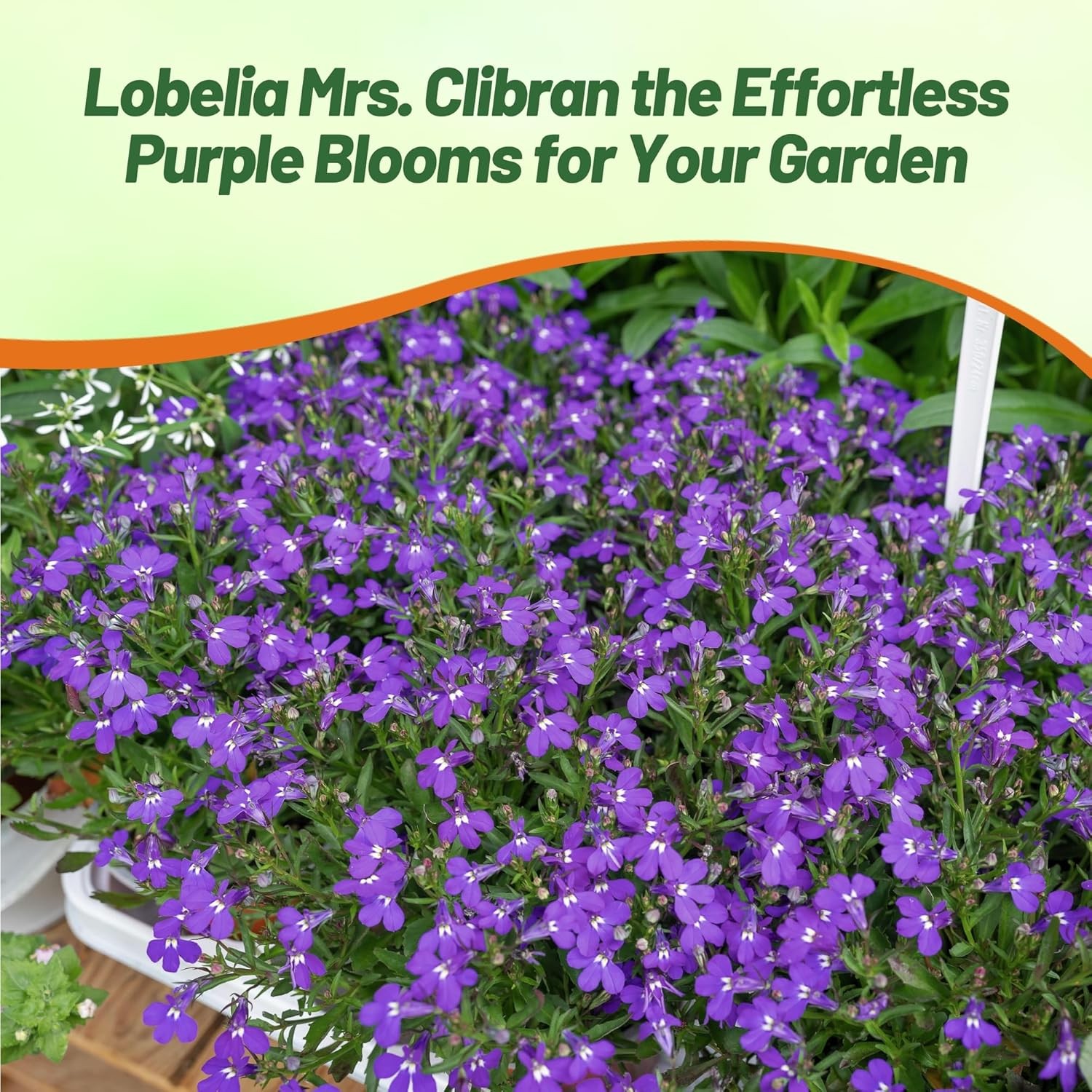 5000 Seeds Lobelia Seeds – Mrs Clibran Lobelia Ground Cover Seed