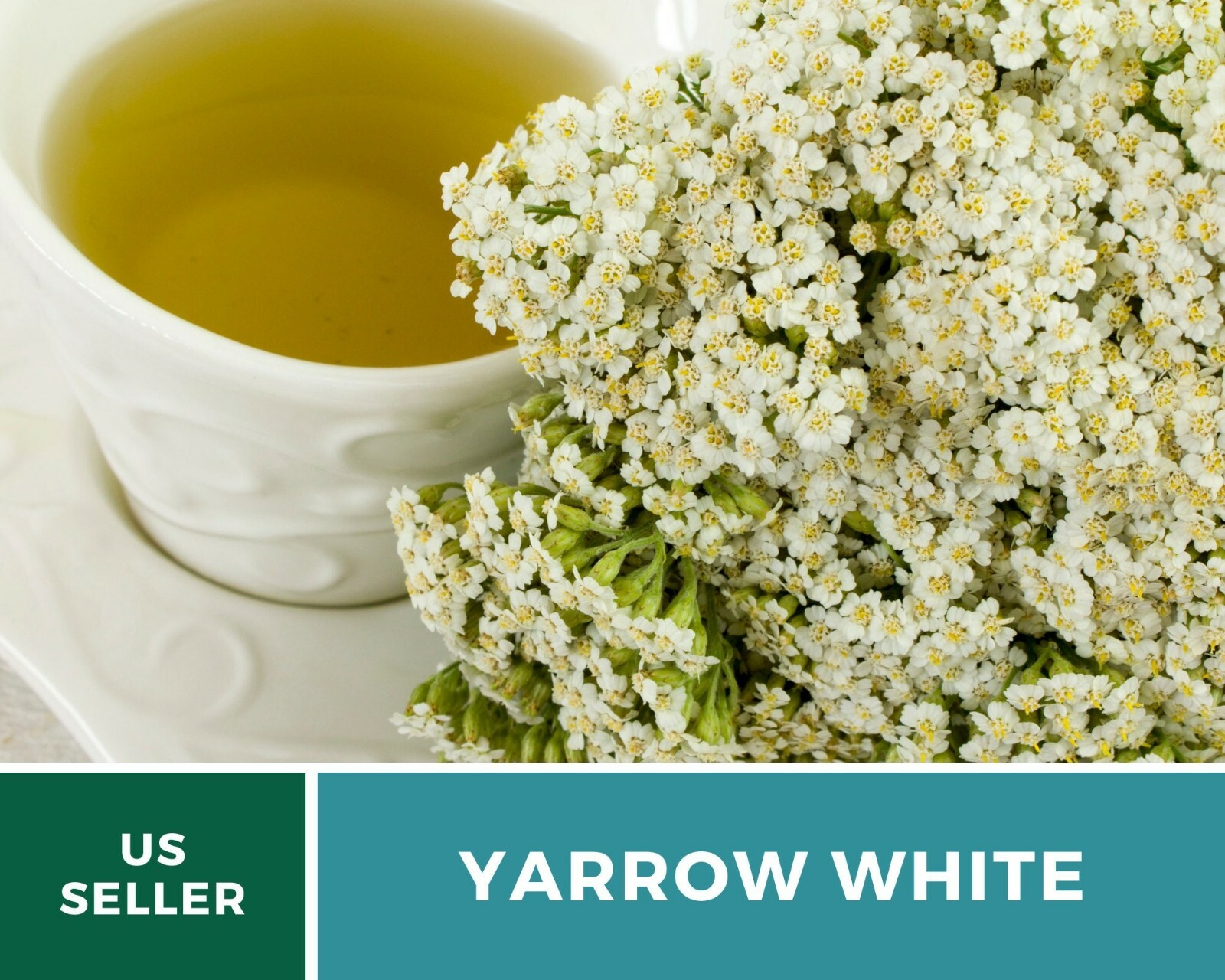 Yarrow, White – Heirloom Seeds – Medicinal Herb – Pollinator Friendly