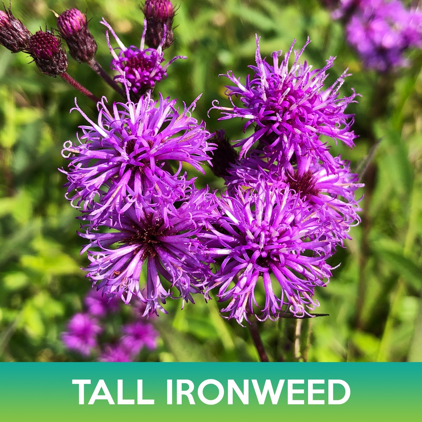 Tall Ironweed Seeds, Vernonia gigantea