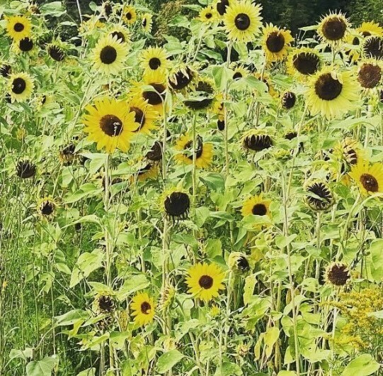 Lemon Queen Sunflower Seeds