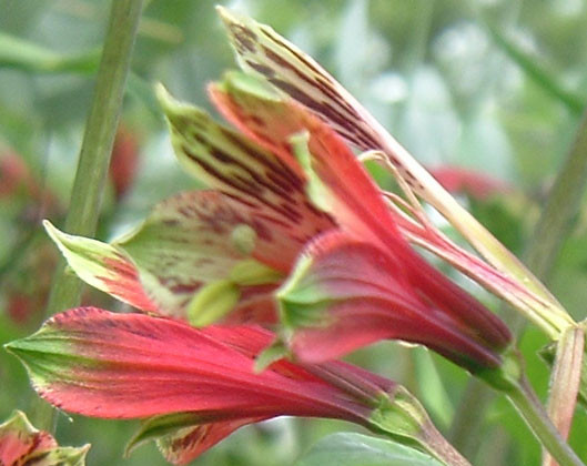 Alstroemeria Psittacina Flower Hummingbird Peruvian Parrot Lily Plant 10 tubers