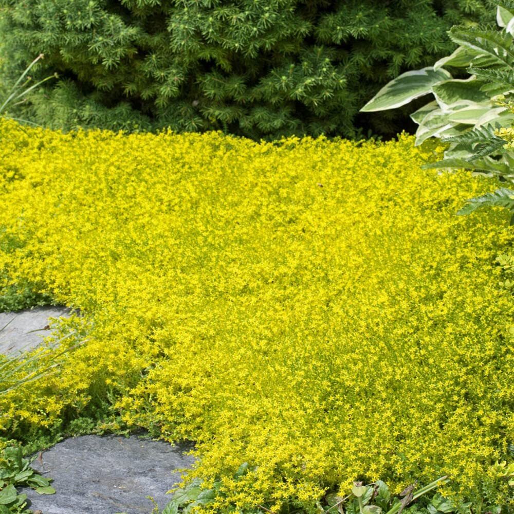 Yellow Acre Sedum Seeds for Planting (200 Seeds) Stunning Yellow Groundcover –