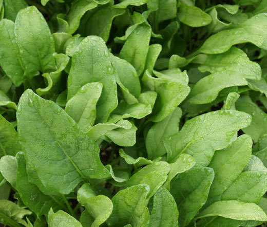 SPINACH HYBRID 7 Spinacia Oleracea – 1,000 Bulk Seeds