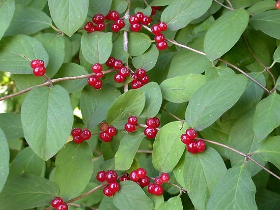 Lonicera xylosteum Dwarf Honeysuckle 10 seeds
