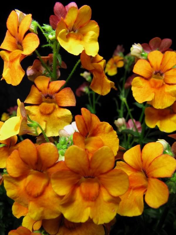 50 ORANGE PRINCE NEMESIA Strumosa Flower Seeds *Comb S/H