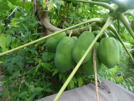15 Papaya seeds, typical variety of Puerto Rico, Grown on my farm, Very sweet!