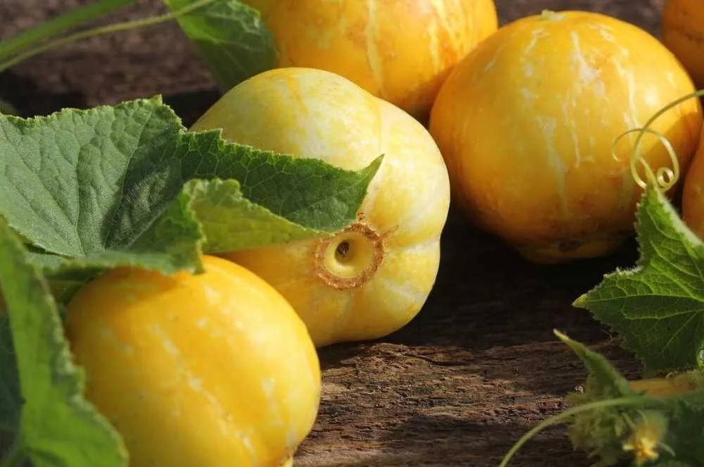 100+ Lemon Cucumber Seeds ———– Heirloom – Organic – NON GMO ——- RARE