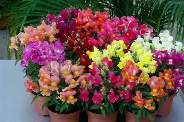 Snapdragon Seeds Snapdragon Snappy Mix 50 Seeds