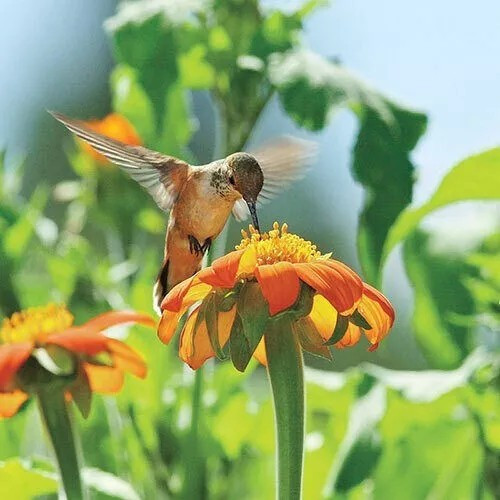 100+ MEXICAN TORCH SUNFLOWER SEEDS – Bees Butterflies Hummingbirds ——- FRESH