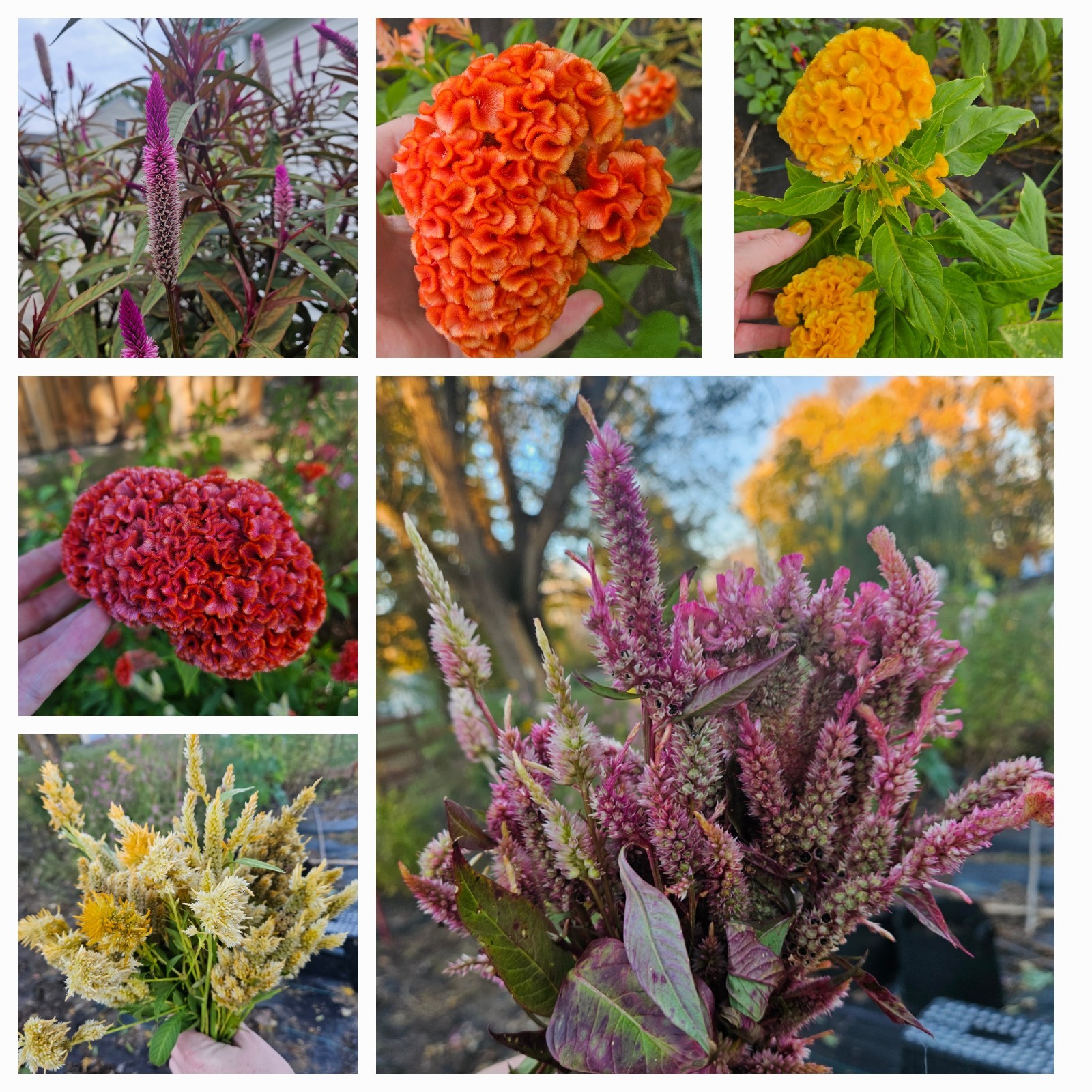 Celosia Seed Bundle