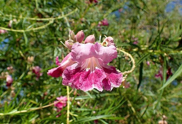 Chilopsis linearis subsp. arcuata | Desert Willow | 25 Seeds