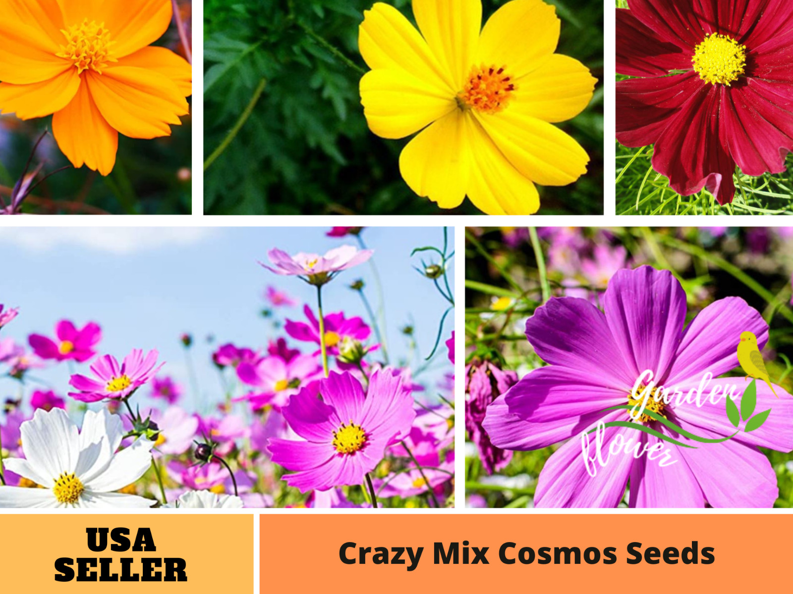 50+Seeds| Crazy Mix Cosmos Seeds Seeds #L001