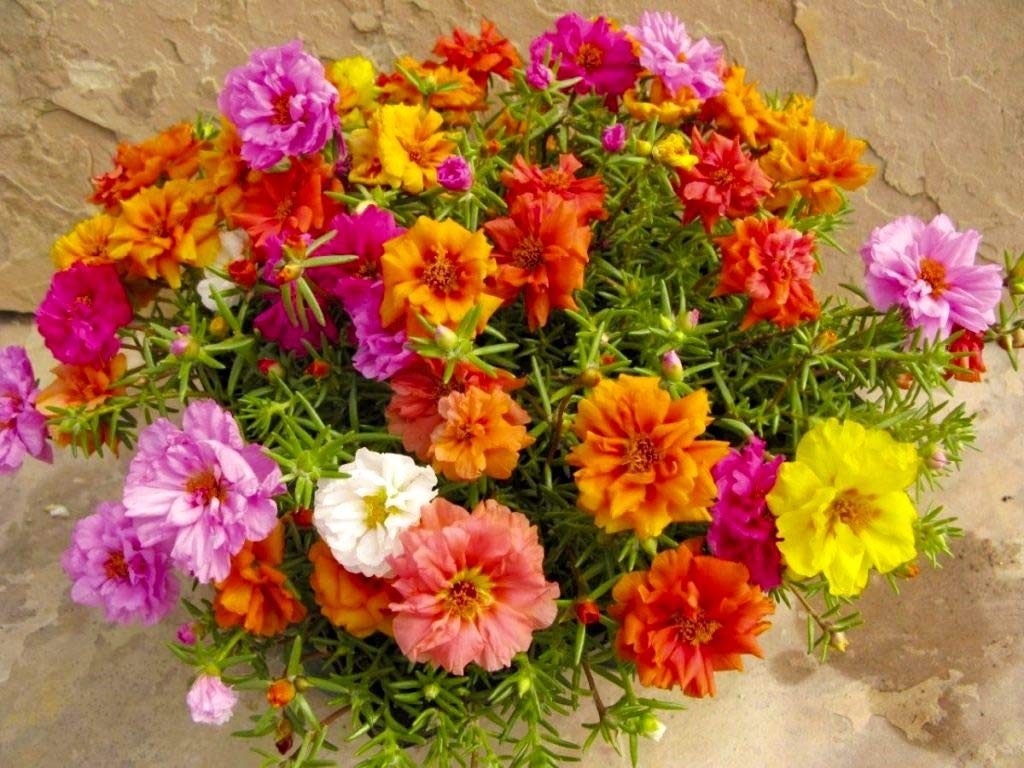 Purslane Large Flower Seed Mix Portulaca Grandiflora Rose Moss Succulent Seed…