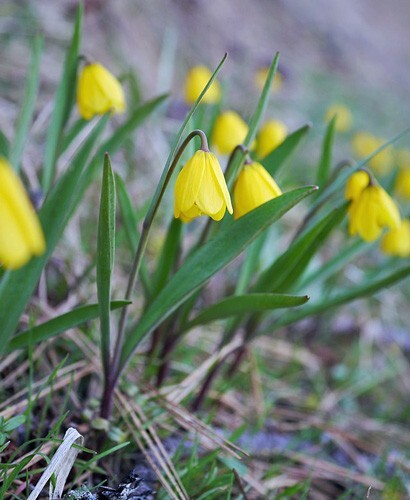 Fritillaria pudica | Yellow Fritillary | Yellow Mission Bells | 10 Seeds