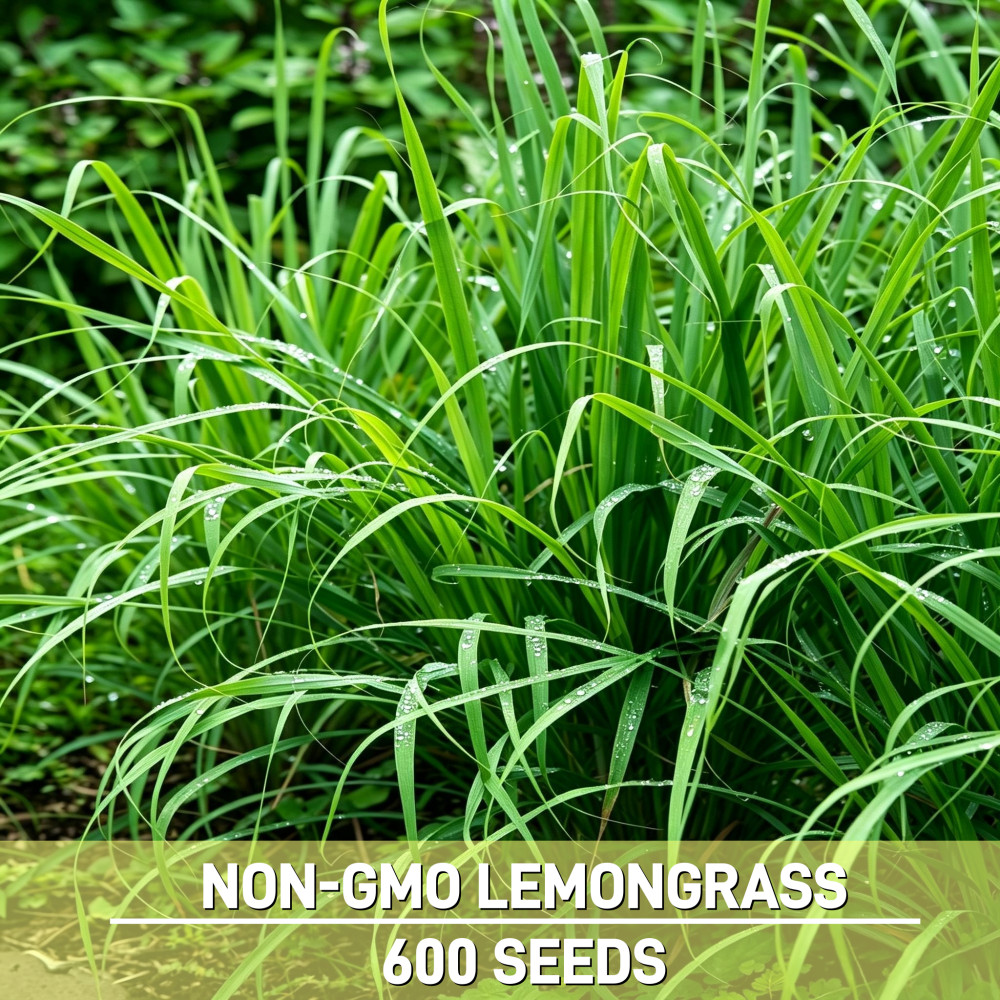 Lemon Grass Seeds – Lemongrass Culinary Herb Seeds Non-GMO – Repellent Mosquitos
