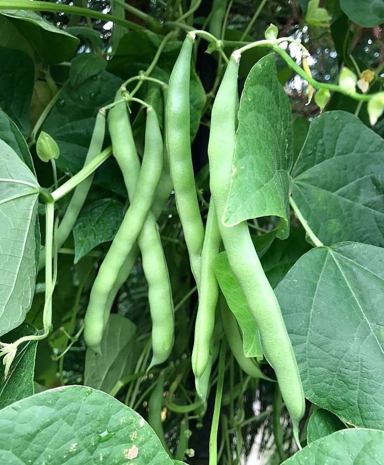 100+ Blue Lake Pole Bean Seeds for Planting Organic Heirloom Non GMO 1 Ounce …
