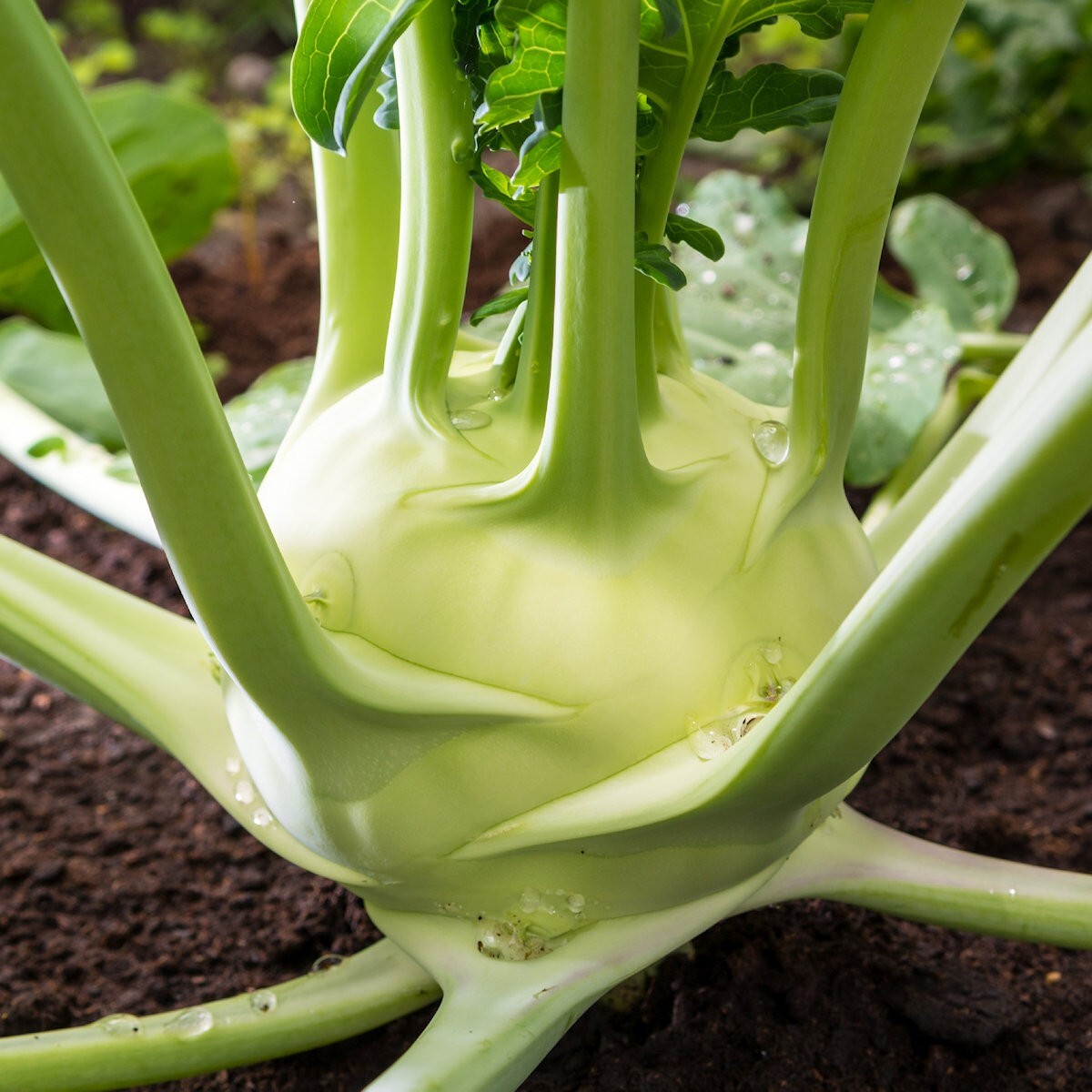 1/4 Lb White Vienna Kohlrabi Seeds – Everwilde Farms Mylar Seed Packet