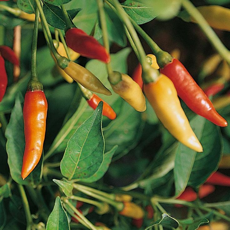 Tabasco Pepper Seeds 30+ Hot Chile Pepper Sauce Spicy Vegetable FREE SHIPPING