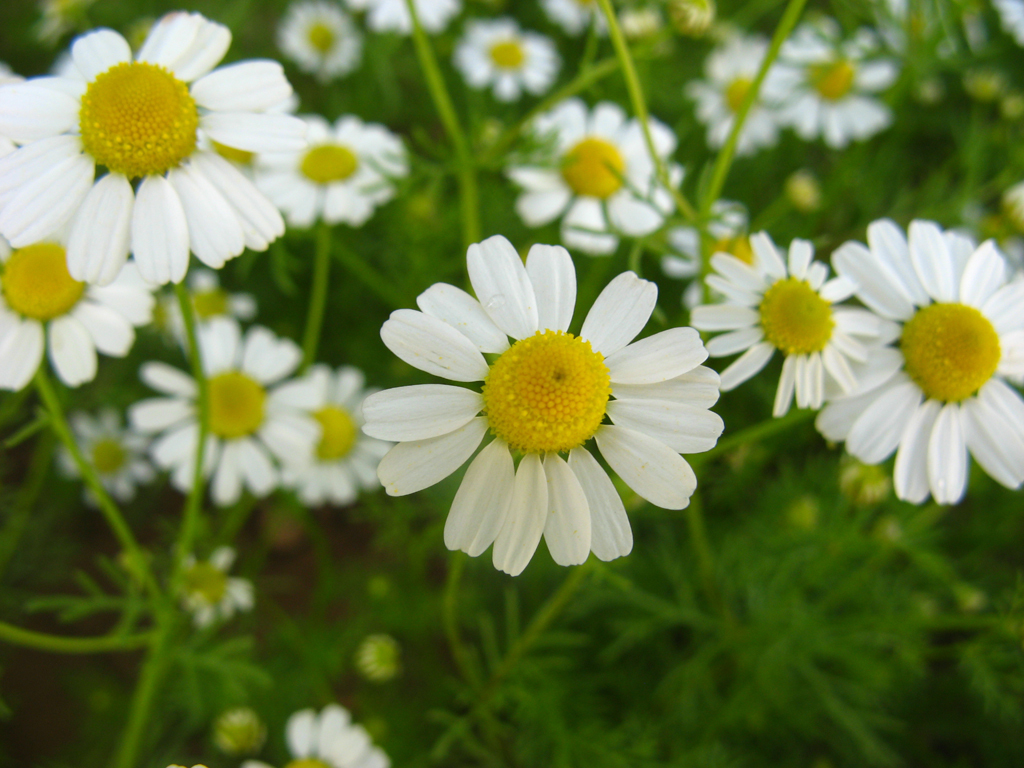 Certified Organic Chamomile, German …. Seed (500ct)