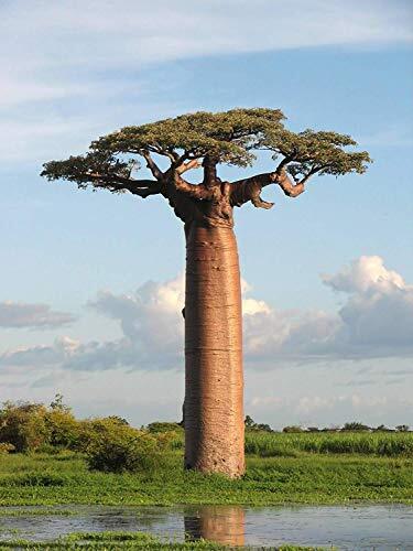 5 Adansonia Grandidieri Seeds, Grandidier’s Baobab, Giant Baobab Seeds