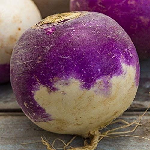 Laurentian Rutabaga Seeds (((25 Seed Packet))) (More Heirloom, Organic, Non GMO,