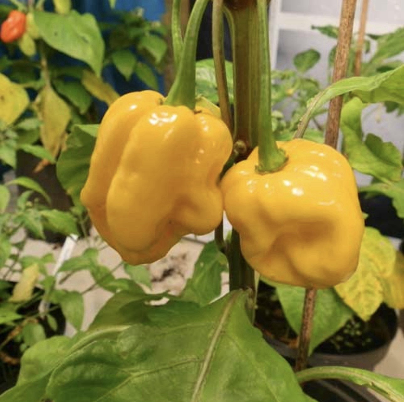 Popular!! Trinidad Moruga Scorpion!! Healthy!! Ready To Ship!!