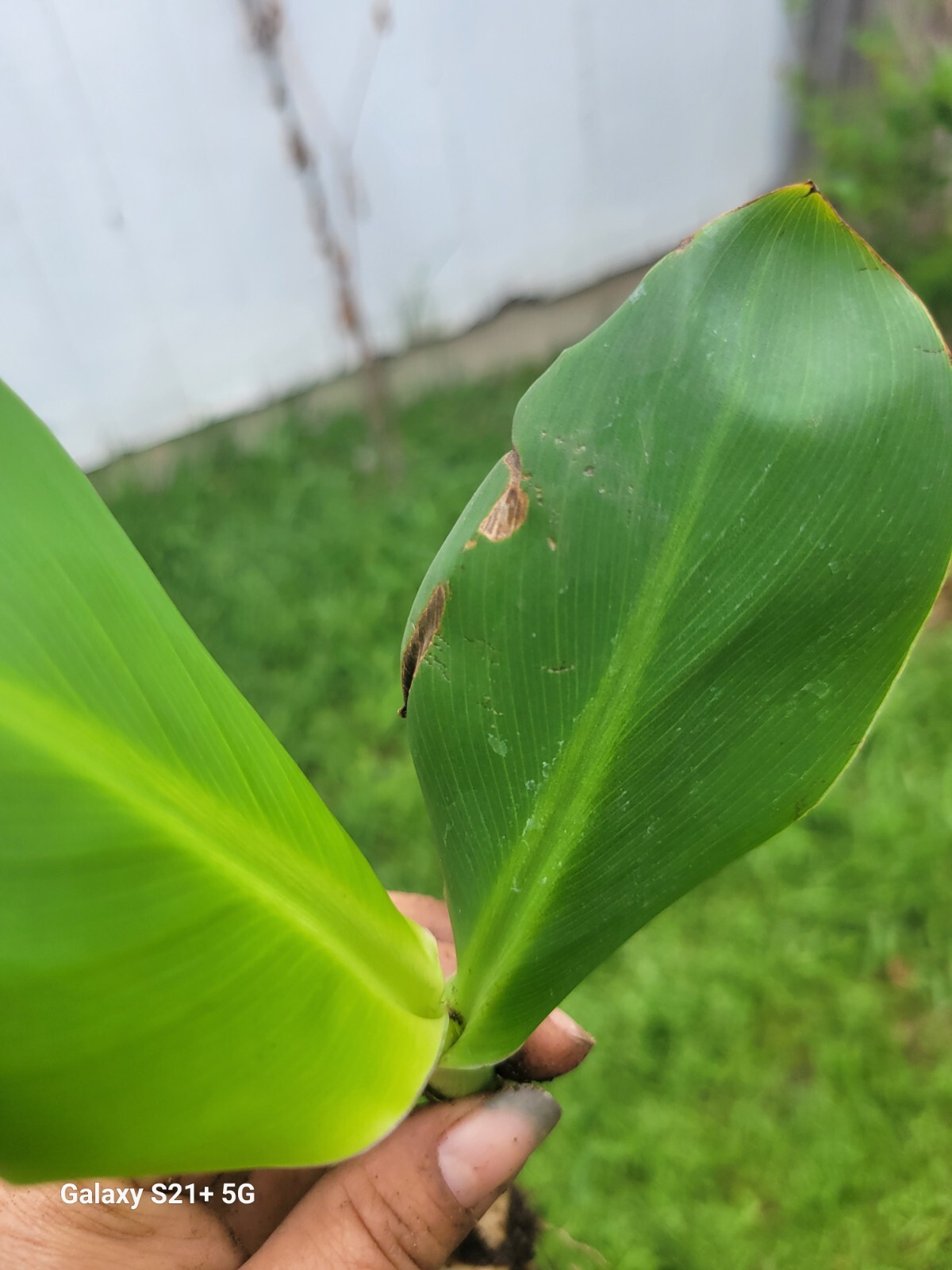 1 Red Canna Plant Red Flowers Tall Plan Of ( Leaf Lily Rhizomes