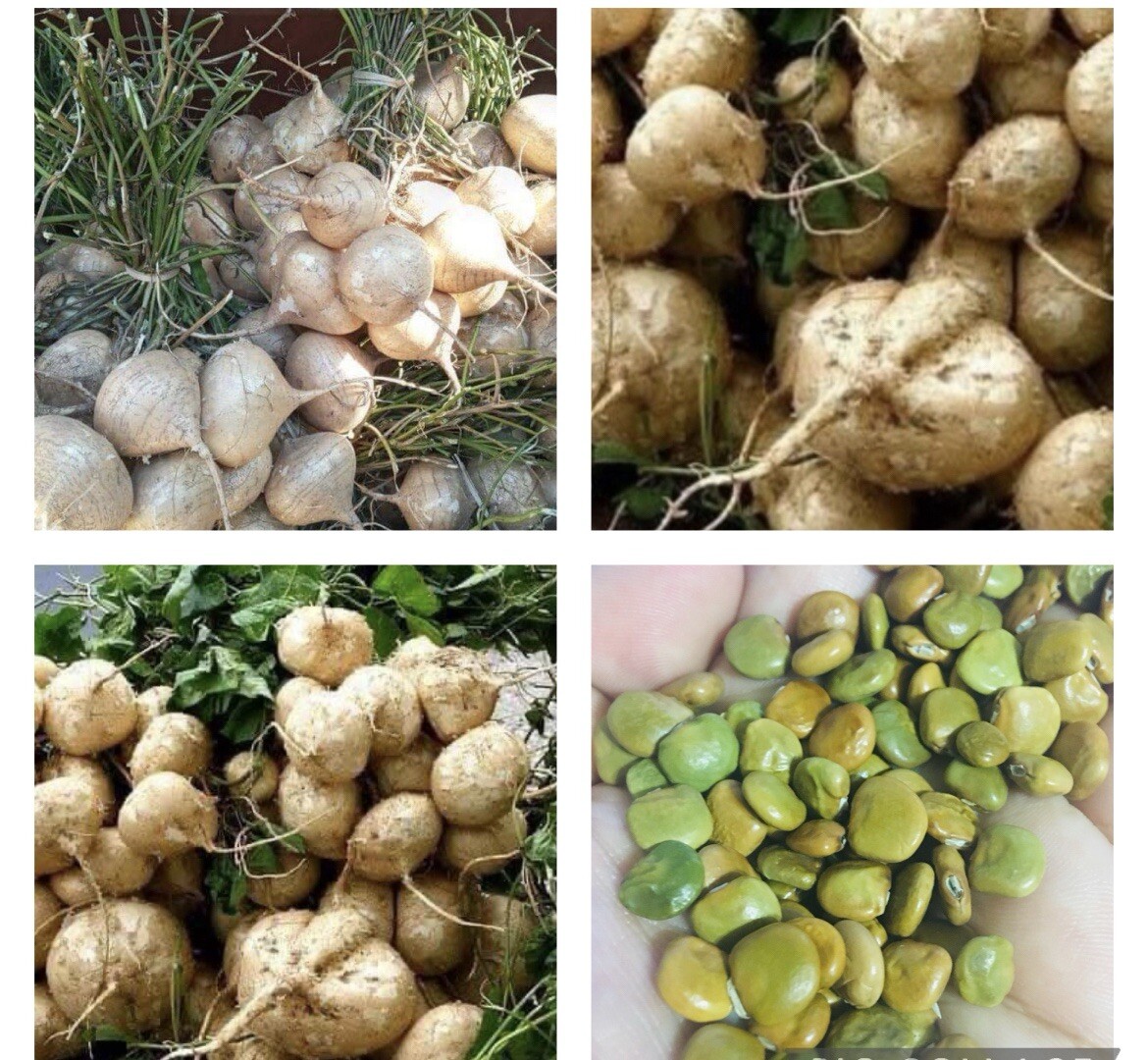 20+ SEEDS- Jicama seeds, Pachyrhizus erosus , Mexican yam bean/turnip