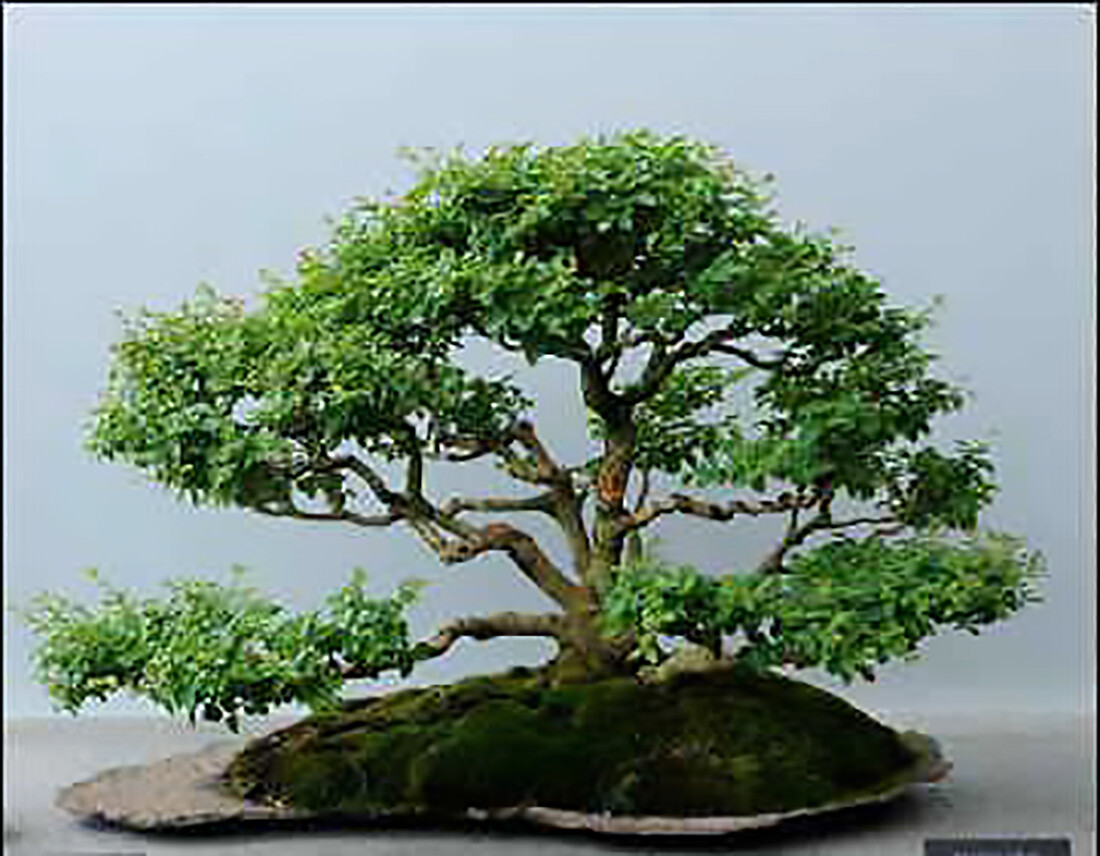 Privet Shrub, Ligustrum vulgare Seeds (Fast, Hardy, Fragrant, Hedge)