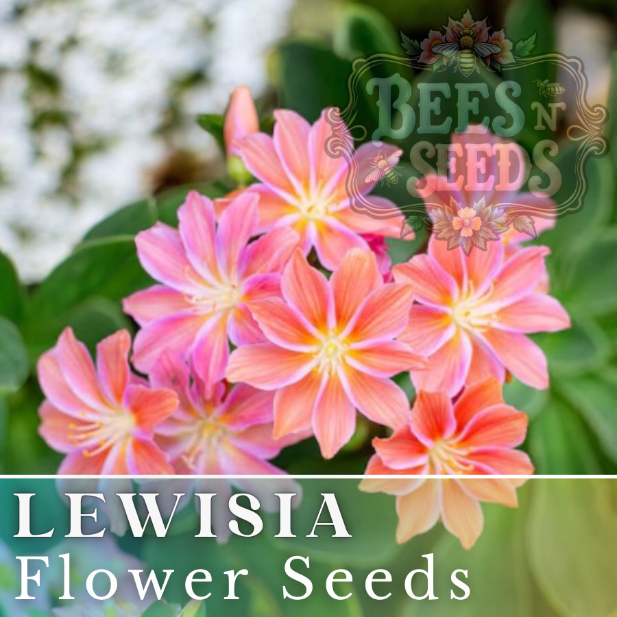 Champagne Taffy Lewisia Seeds 35 or 100 Seeds Flower, Flower Seeds, Non GMO