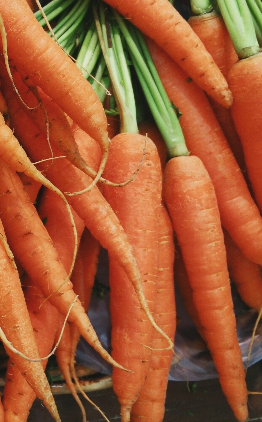 Organic Shin Kuroda Carrot