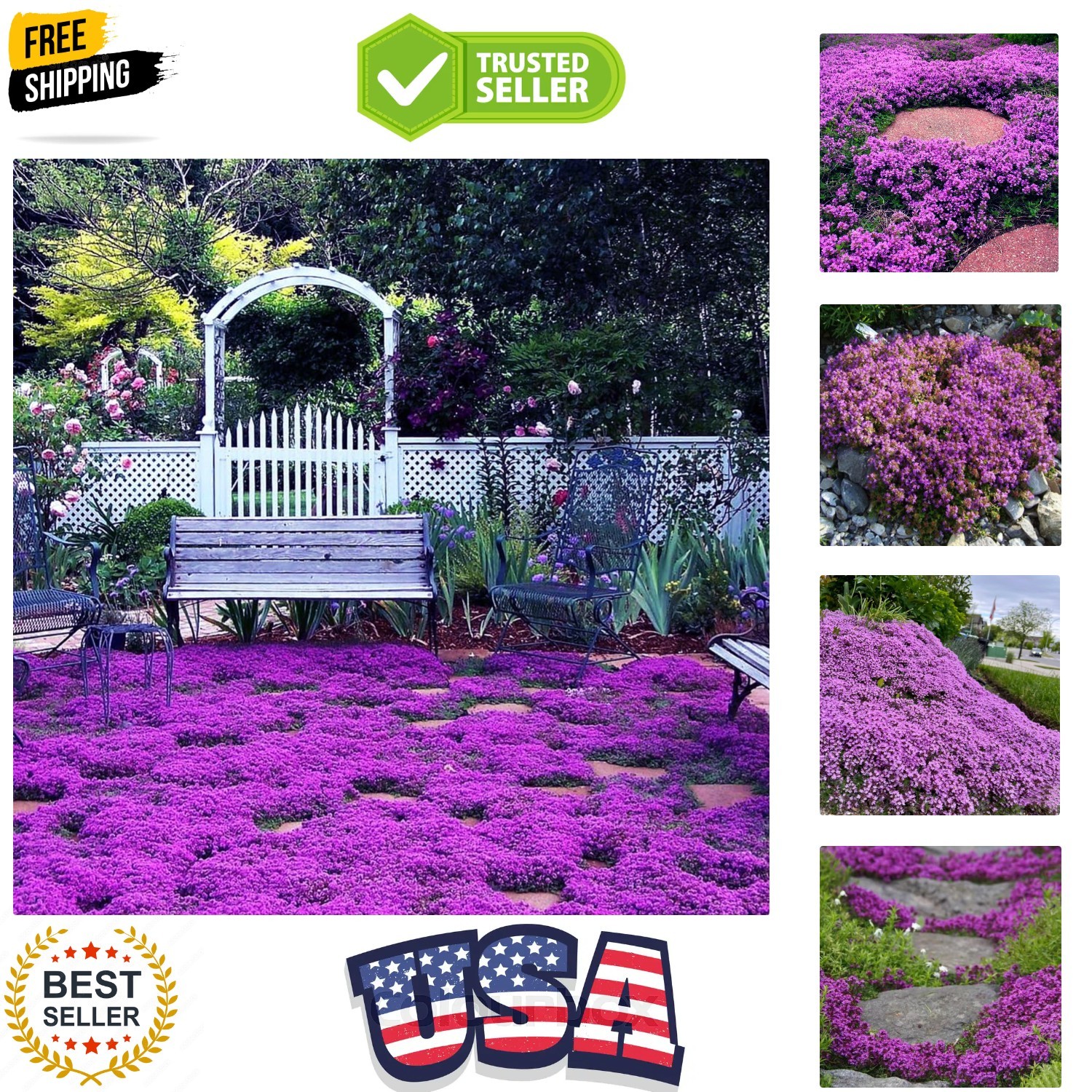 20000+ Magic Purple Creeping Thyme Seeds for Planting Ground Cover Plants Hei…