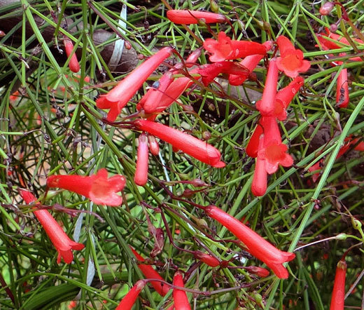 CIGAR PLANT SCARLET RED Cuphea Ignea Coan – 100 Bulk Seeds