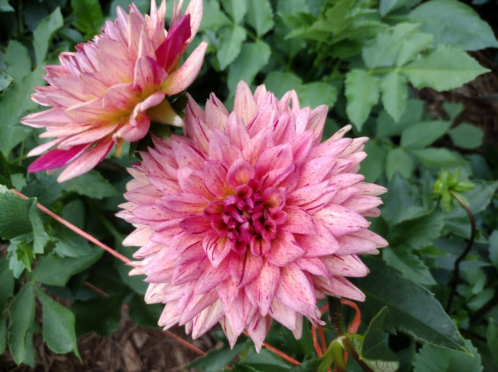 Home Grown Dahlia Flower Tuber Bulb Bundle Lot 10-50 Grower’s Choice Tubers