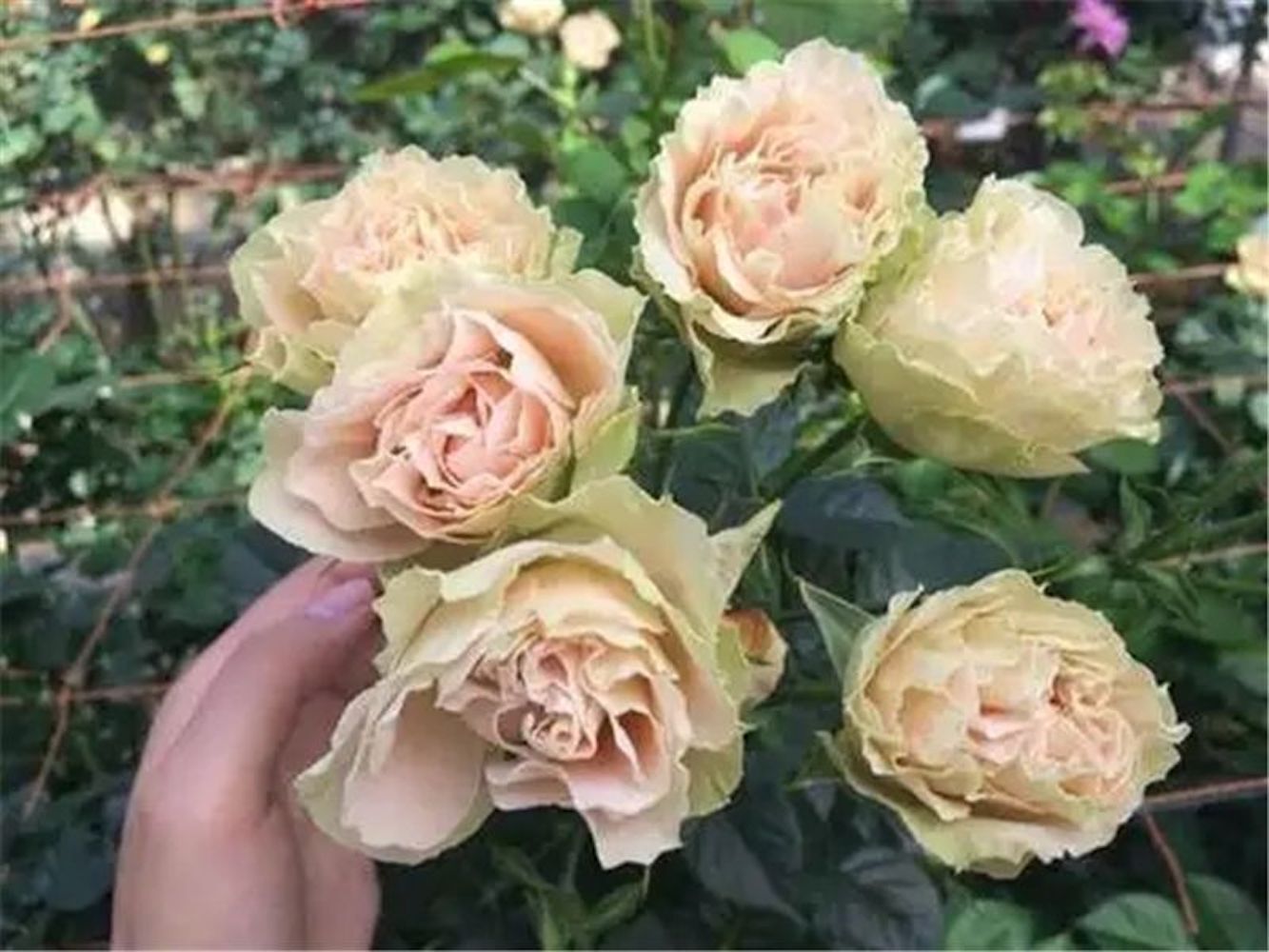 20 EXOTIC RARE ROSE SEEDS home garden flower plant bush diy sun Rosas hybrid USA