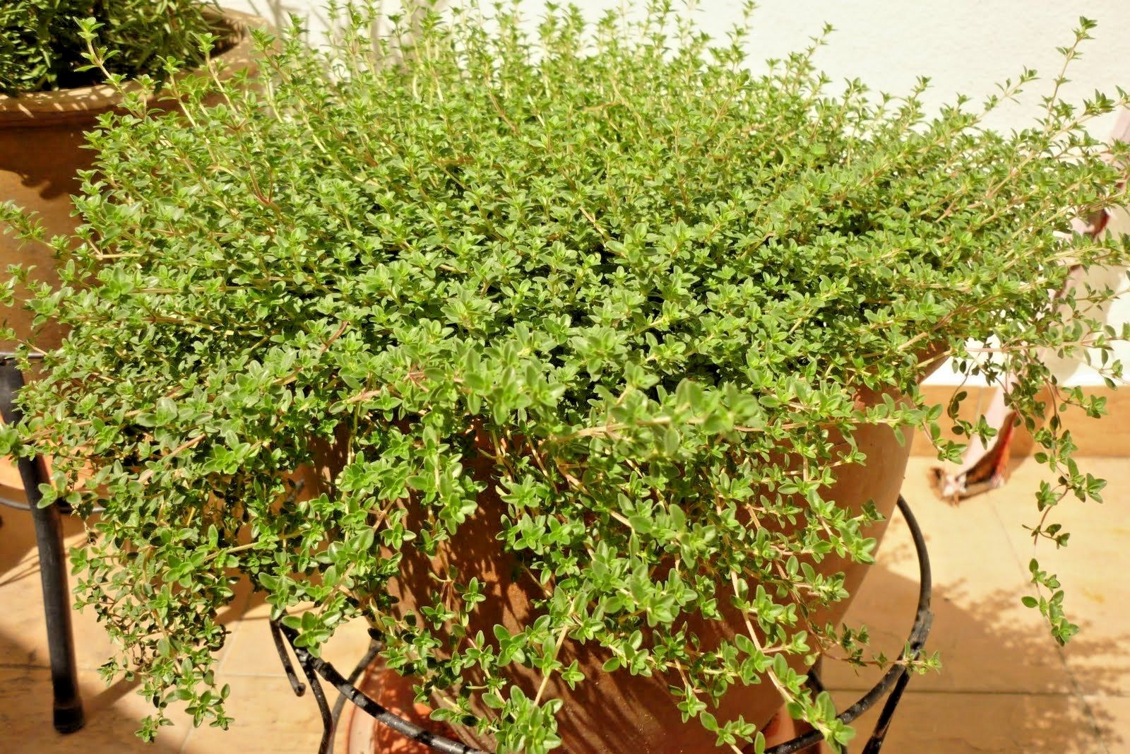 501+COMMON THYME Seeds English German Organic Perennial Herb Garden Container