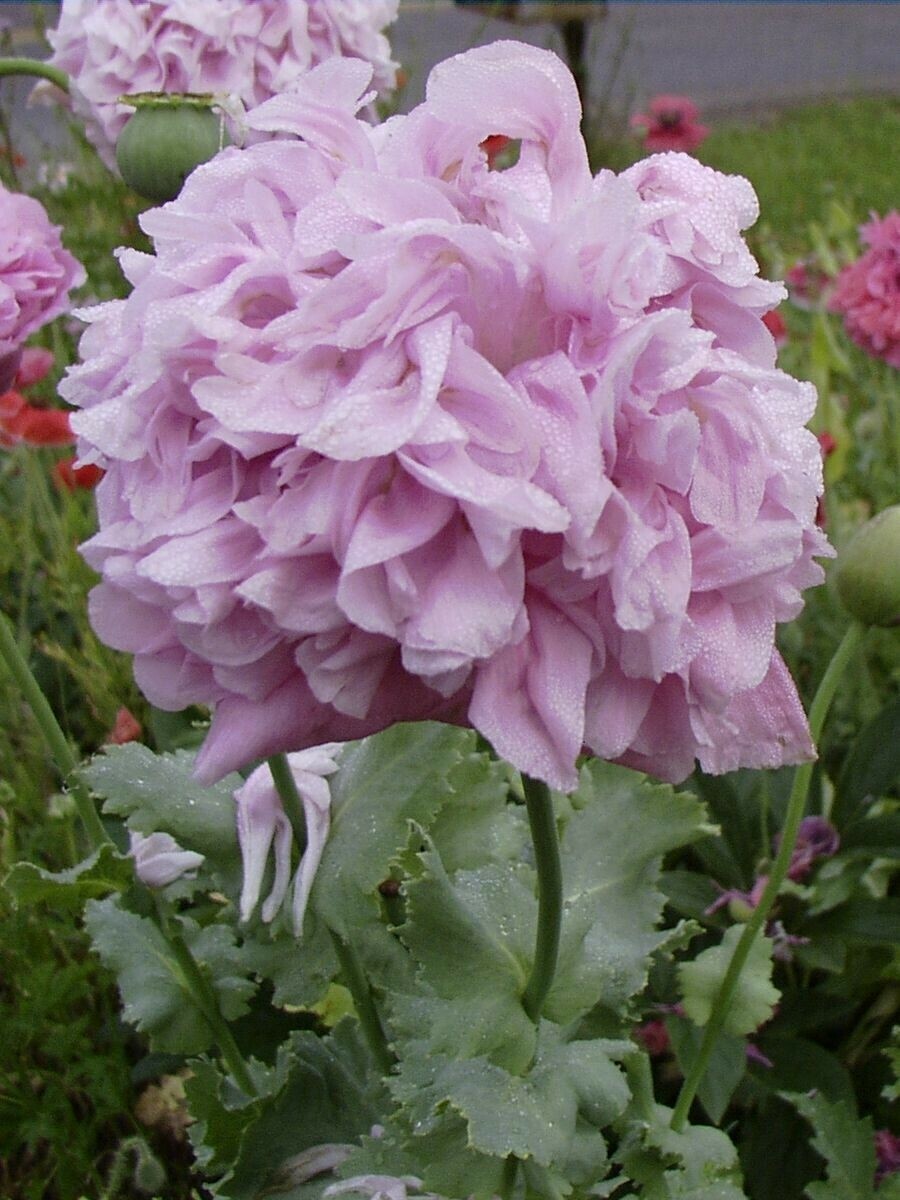 Poppy Peony Double Mixed, Red Pink White Purple coral Flowers double petal flowr