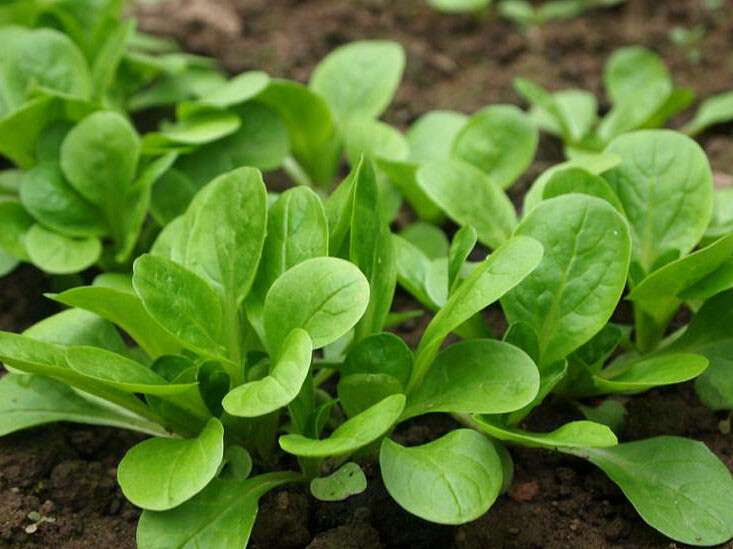 500+Dutch Corn Salad Plant Seeds Lamb’s Lettuce Mache Locusta Herb Vegetable USA
