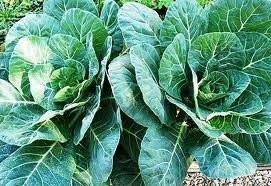 Collard Seeds Georgia Great Heirloom 15,000 Seeds Brassica oleracea – Good