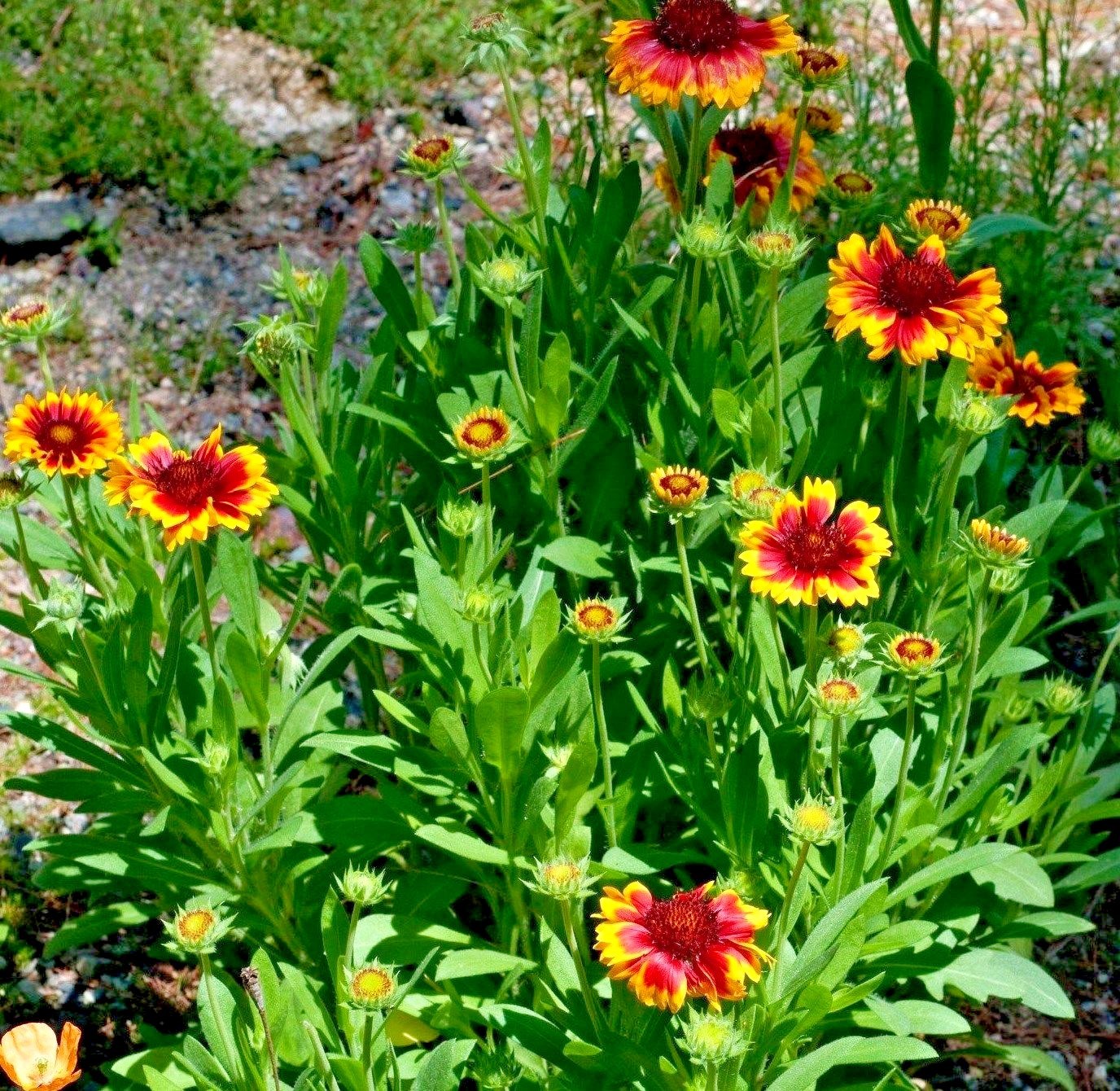 201+INDIAN BLANKET FLOWER Seeds Annual Native Wildflower Drought Heat Container