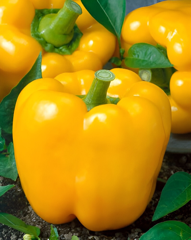 50 Heirloom Canary Yellow Bell Pepper Seeds – Sweet High Yield Pepper -Zero Heat
