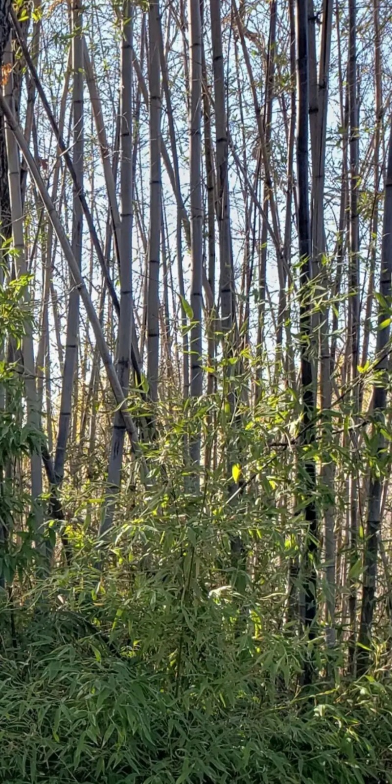 100 California Giant Black Bamboo Seeds Perennial Seed Ornamental US SELLER