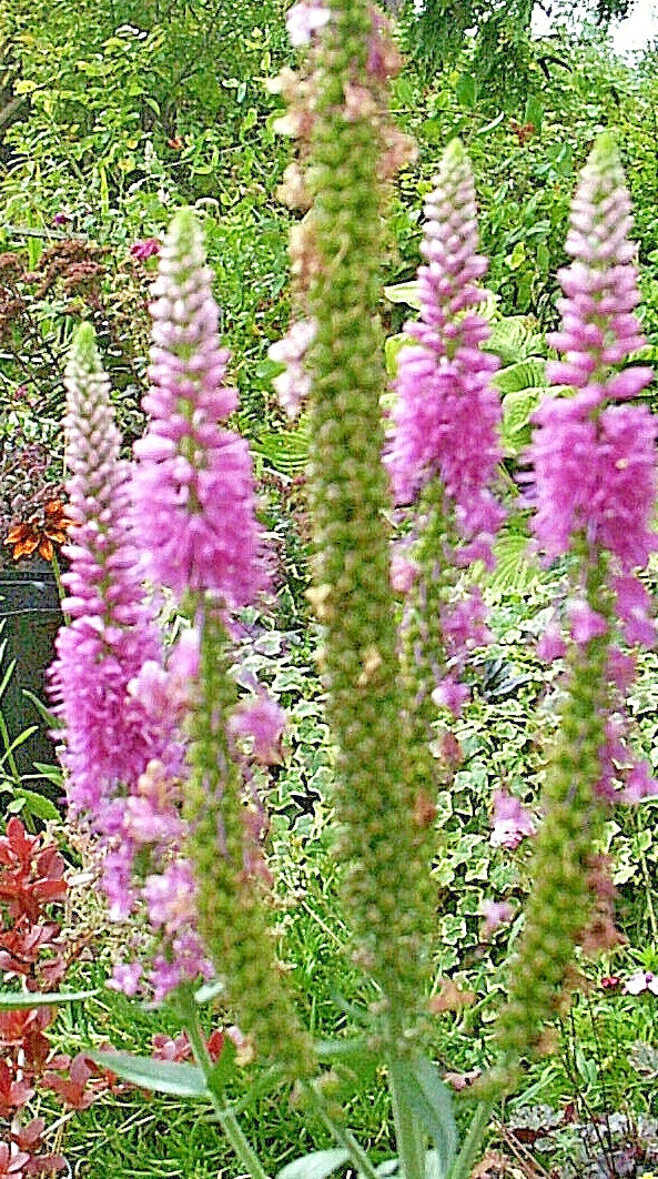 pink veronica longifolia, 160 seeds, LONG LEAF SPEEDWELL, HARDY *USA seller