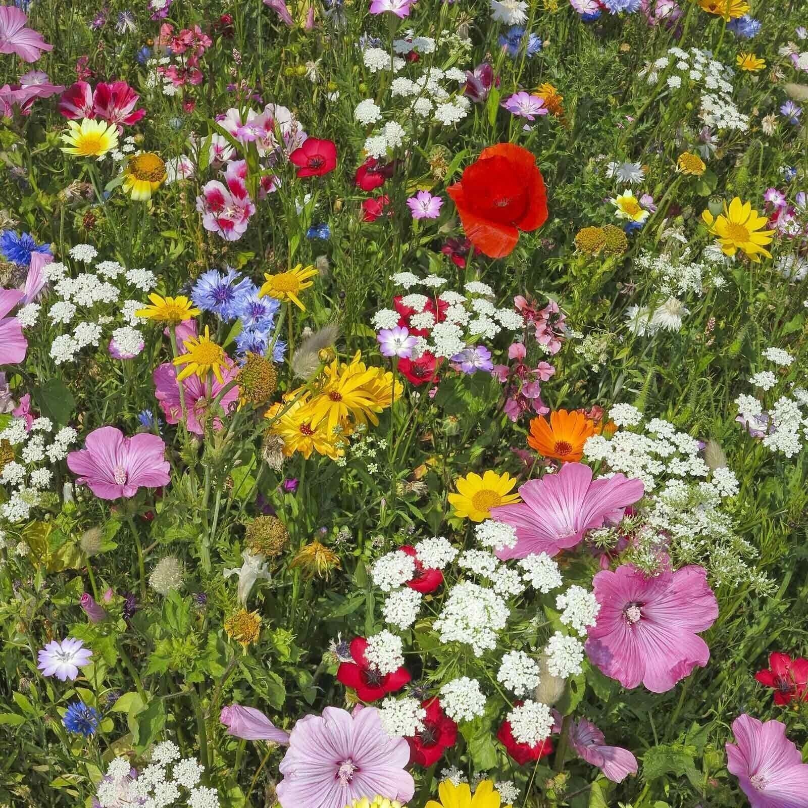 Mountain Valley Seeds (Package of 80000) Wildflower Hummingbird & Butterfly Mix