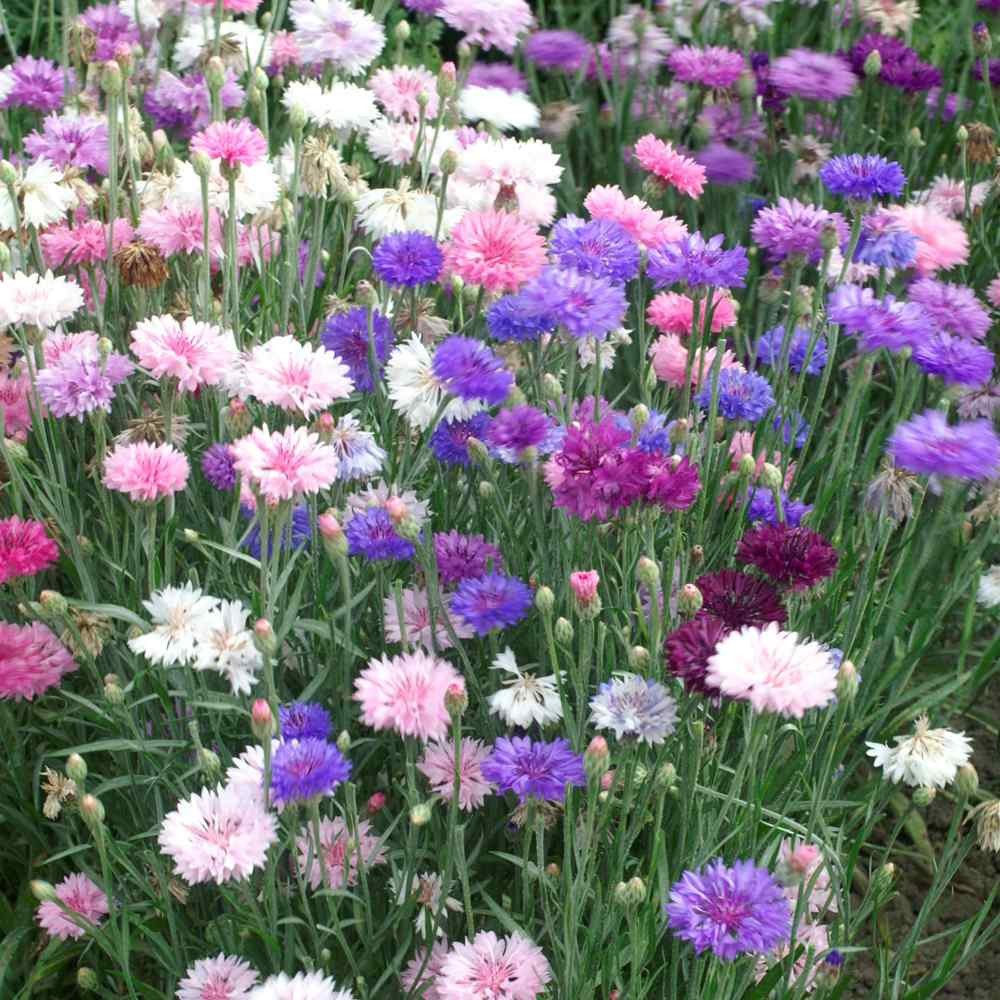 Polka Dot Mix Dwarf Bachelor Button Seeds | Edible Cornflower Flower Seed 2025