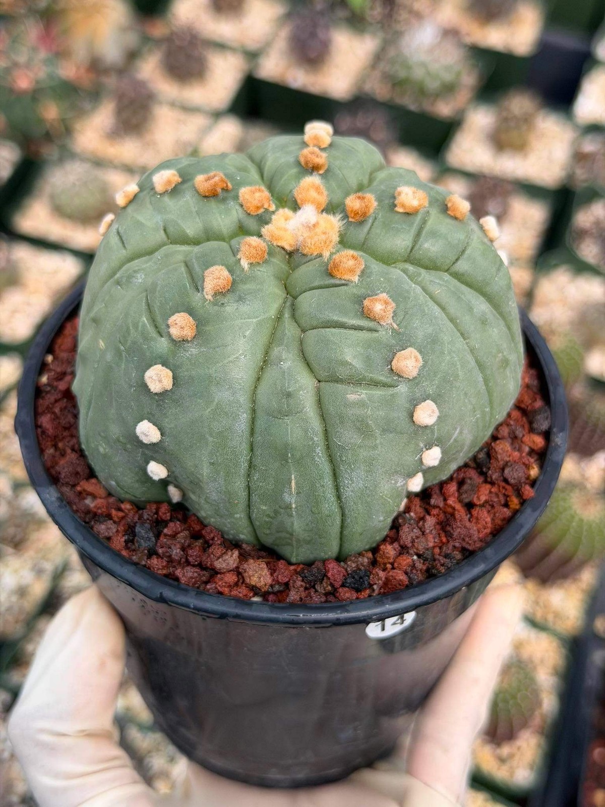 Astrophytum Asterias Fukuryu – Rare 14‑Rib Mutation Cactus